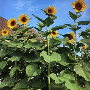 Meet your Posher, Laurie